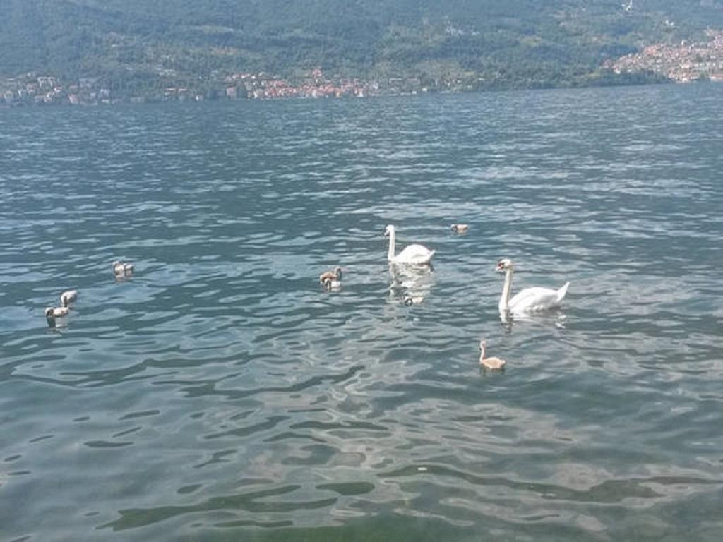 Appartamento Vista Lago - Betta レッツェノ エクステリア 写真